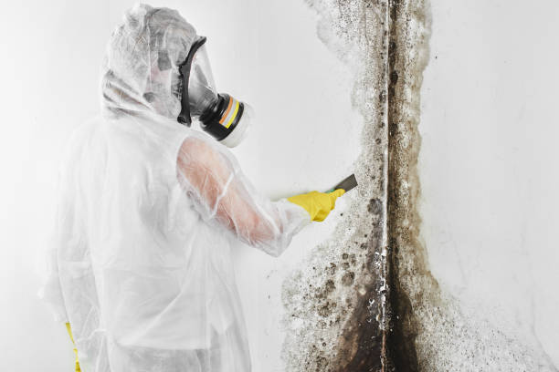 Best Post-Flood Mold Remediation in Adrian, MI