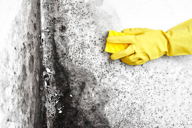 Best Commercial Mold Remediation in Adrian, MI