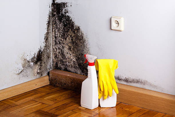 Best Industrial Mold Remediation in Adrian, MI